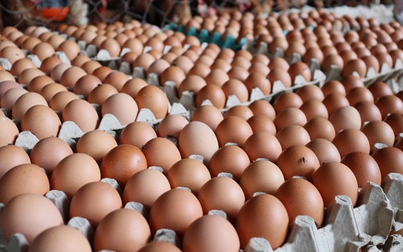 huevos